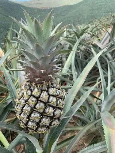 魃鲜云南香水菠萝新鲜水果应当季现摘小菠萝手撕迷你凤梨 5斤装超大果