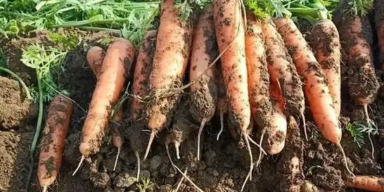 胡萝卜都在什么时间播种播种时需要注意哪几点