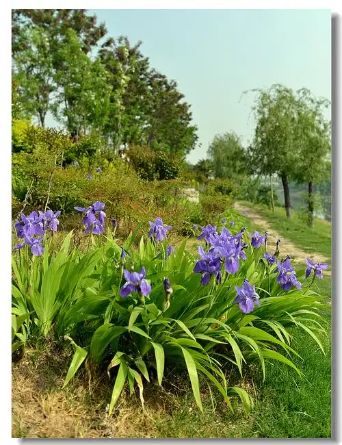 路过这片鸢尾花