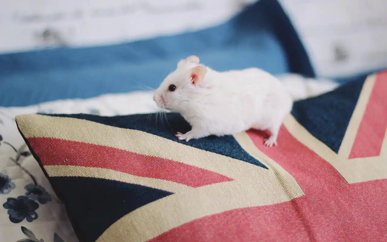 可爱萌宠小白鼠唯美意境高清桌面壁纸下载第二辑