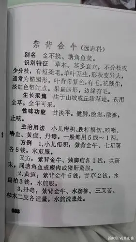 这种草我们当地叫它紫背金牛,用来蒸塘角鱼味道很好