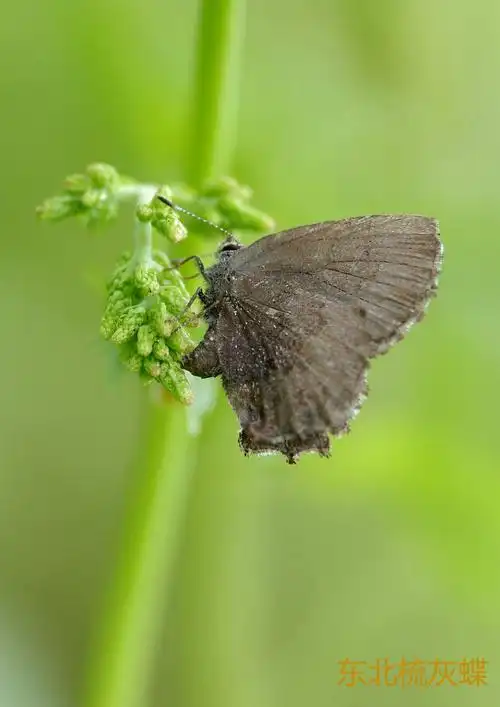 东北梳灰蝶.jpg