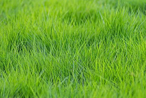 草地背景图片_全景网