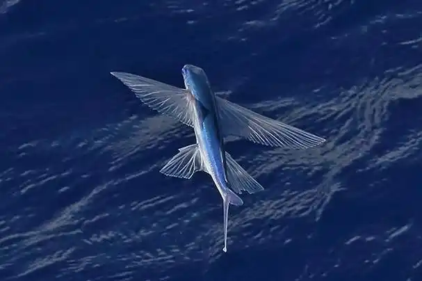 本文将盘点海洋动物十大游泳健将,有旗鱼,墨斗鱼,剑鱼,灰鲭鲨