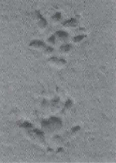 小家鼠前,后足印黄胸鼠前,后足印褐家鼠前,后足印褐家鼠的足趾二,足印