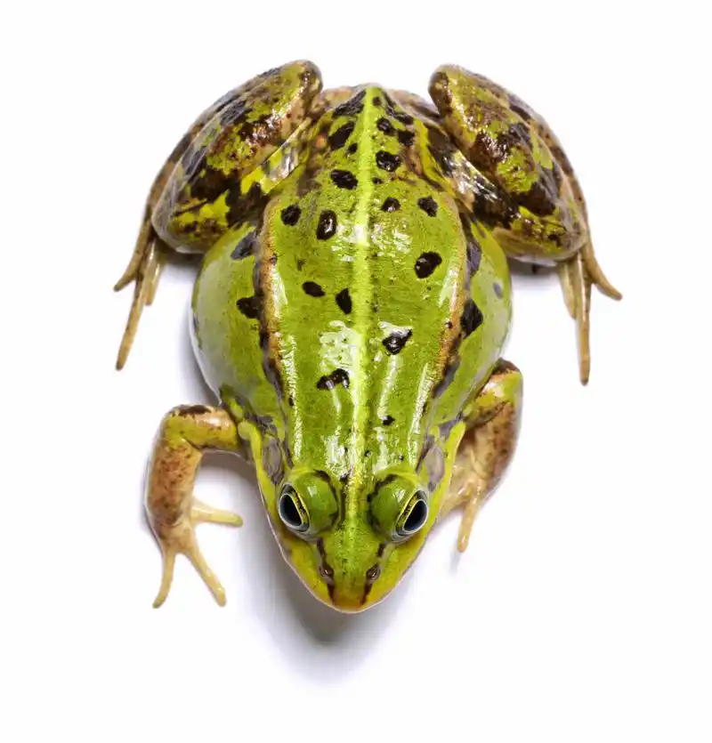 估计在我们农村很多人都见过青蛙产卵的,而且数量很大的,但是要说到