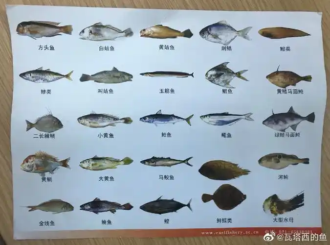 我国海域经济鱼类,马鲛鱼赫然在列.