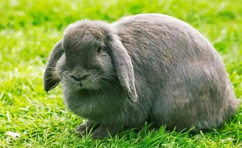 法国垂耳兔会长多大?看这里就知道了