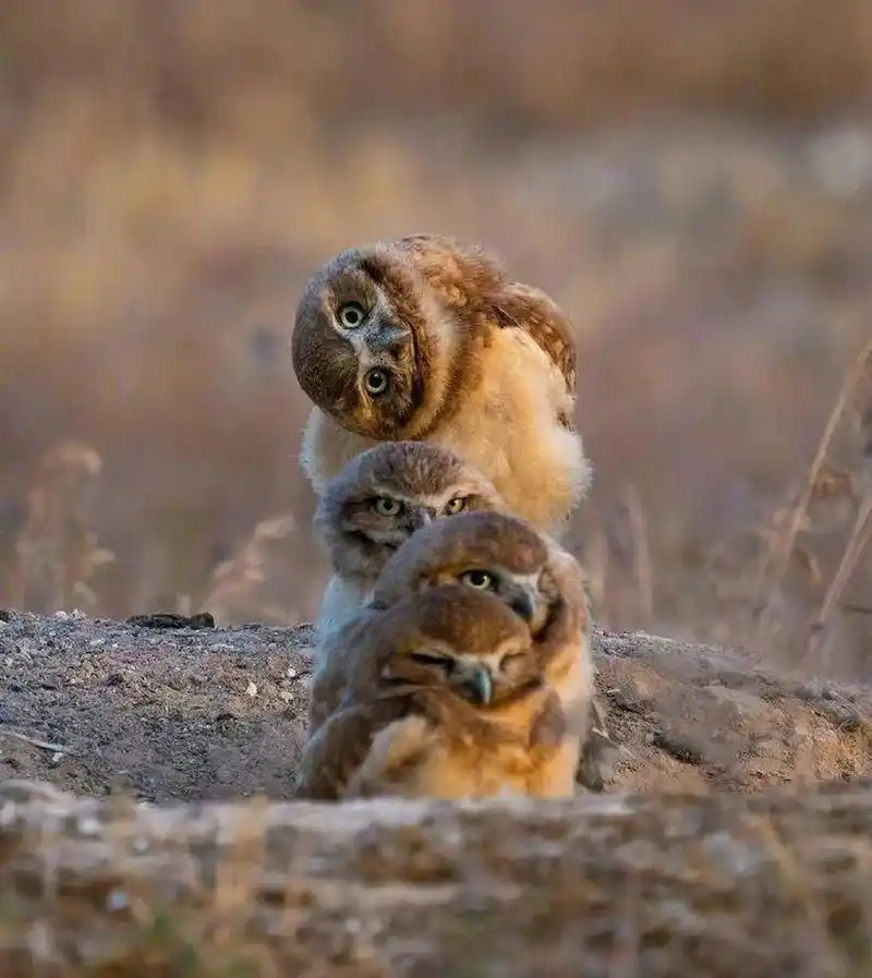 网友:猫头鹰歪头杀. #趣图搞笑