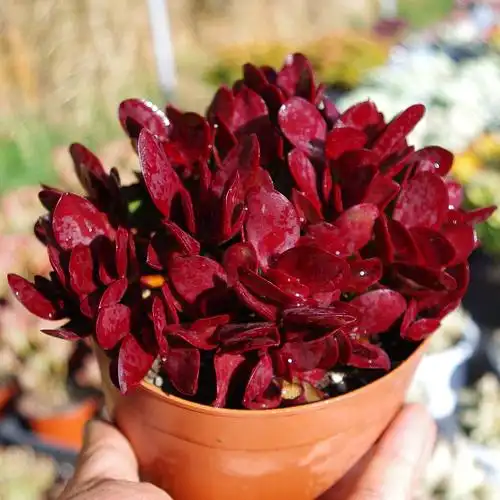 精品品红色多肉植物紫蝶大盆稀有品种室内阳台多肉植物