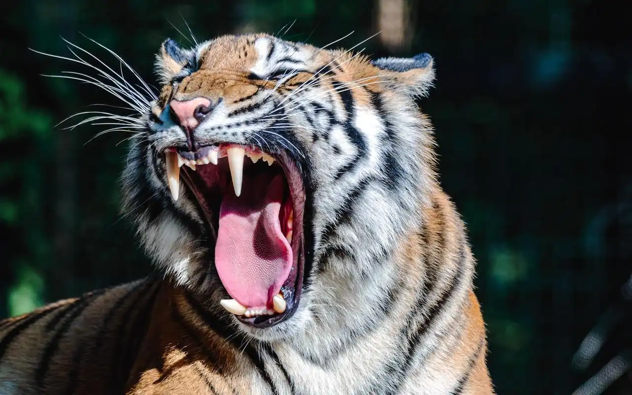虎虎生威华南虎种群在动物园繁衍生息
