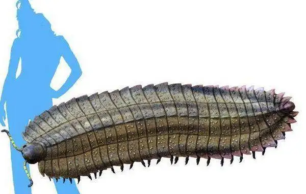 石炭纪10大最恐怖的生物第六动物界的二郎神至今仍活着