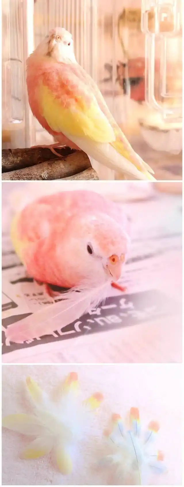 看上去超级可口的秋草鹦鹉,像是多汁的水蜜桃!