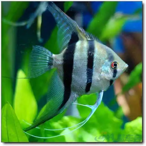 德系蓝魔神仙鱼