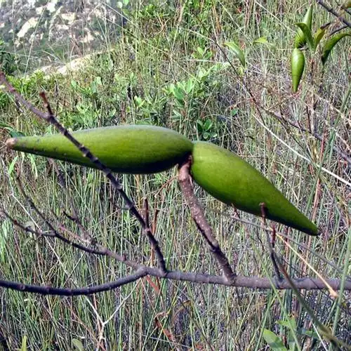 羊角拗叶野生新鲜发货500g羊角藤鲤鱼橄榄羊角藤猪屎壳沥口花顺丰