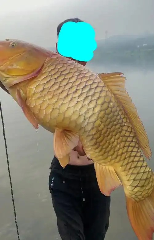 惠州钓友东江钓起罕见"黄金鲤",全身金黄透亮,网友:鲤鱼王