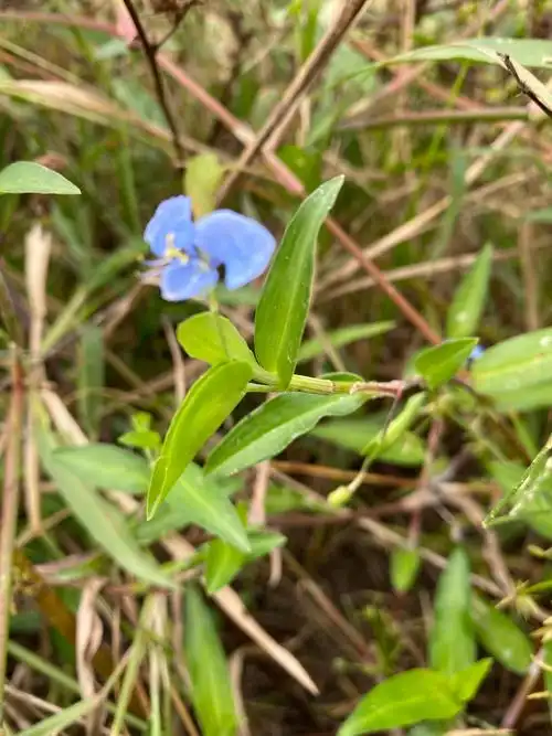 竹节菜:清热解毒,利尿消肿,止血功效.