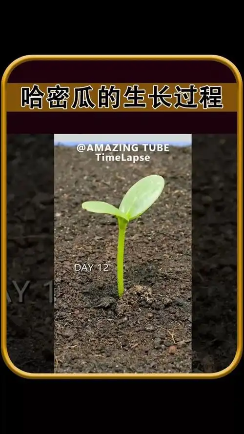 哈密瓜的生长过程