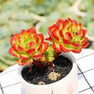 云南露养多年群生多头火焰蒂亚多肉小h老桩大棵超萌盆栽清仓包邮