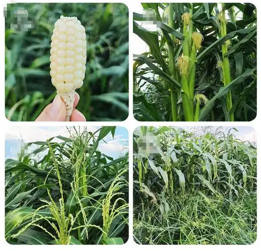 西双版纳珍珠小玉米手指拇指儿童迷你袖珍傣族 白糯玉米 批发包邮