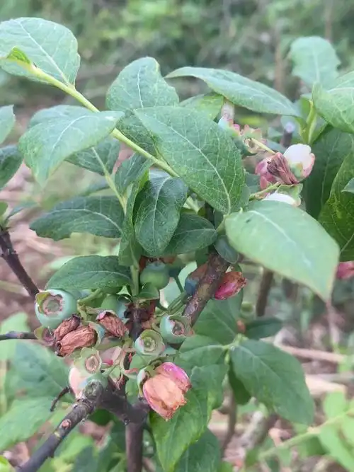 今年的蓝莓在路上已经开花啦