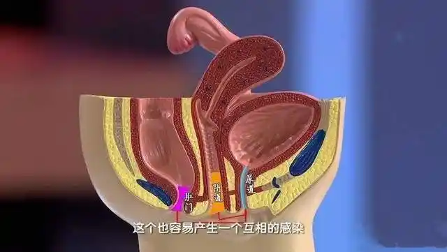 大约只有5厘米左右,而男性的则约有18厘米;再加上女性尿道口紧挨着