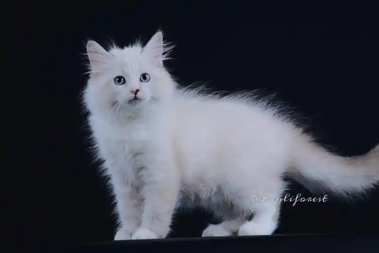 西伯利亚森林猫