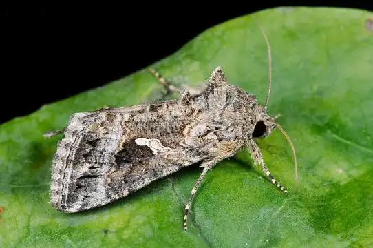 粉纹夜蛾 species trichoplusia ni (hubner, 1803) - 台湾生命大百科