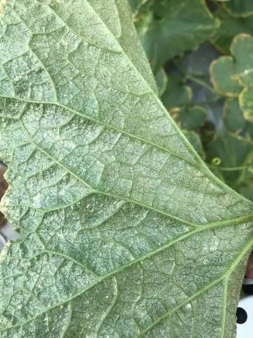 马立莎—蓟马立杀