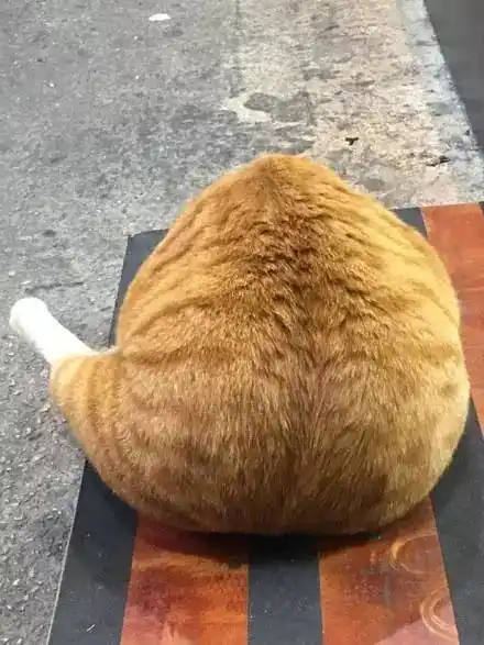 十个橘猫九个胖,还有一个压塌炕!