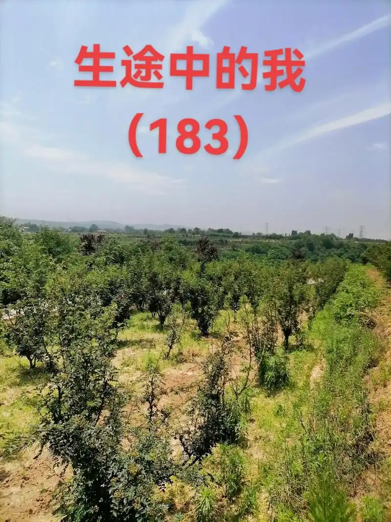 生途中的我(183)二姑父坟茔前的那团火,越来越大,一个又一 - 抖音