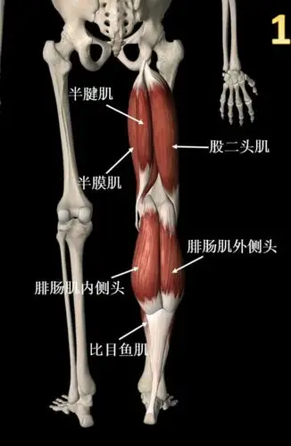 后表线解剖列车笔记第3课