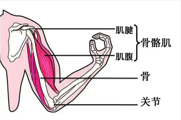 伸肘时,肱二头肌舒张,肱三头肌收缩.