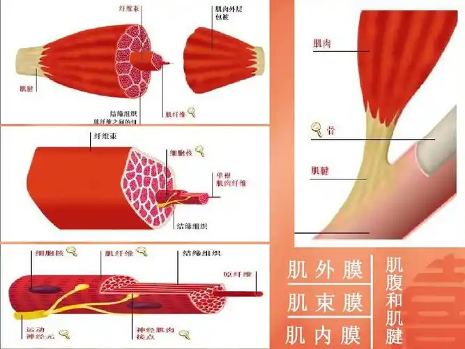 解剖学肌肉ppt_word文档在线阅读与下载_无忧文档