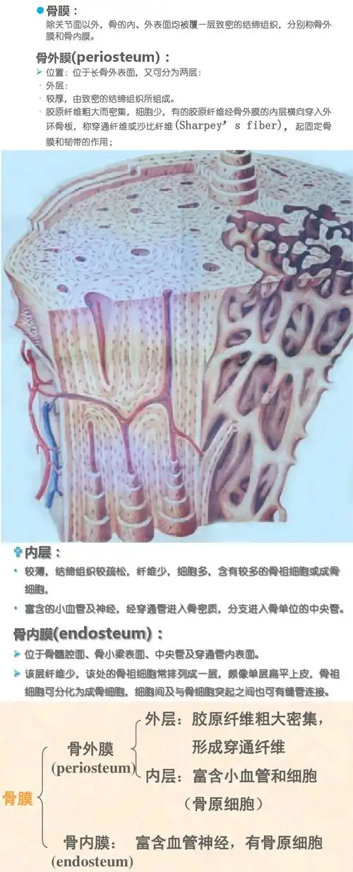 骨外膜有内外两层那是哪两层有什么区别骨内膜有两层吗