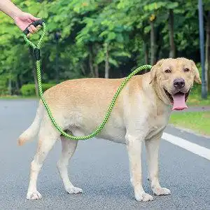 【大型犬狗绳加长图片】大型犬狗绳加长图片大全_q友网