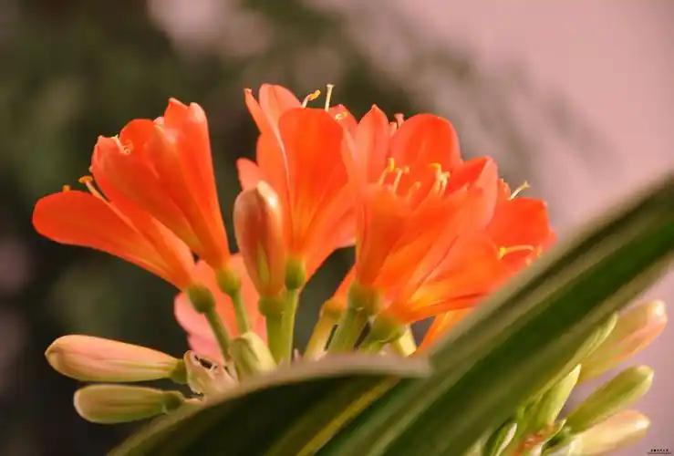 呈现出圆锥形状花蕾的大小和数量也是君子兰开花的重要信号之一总之