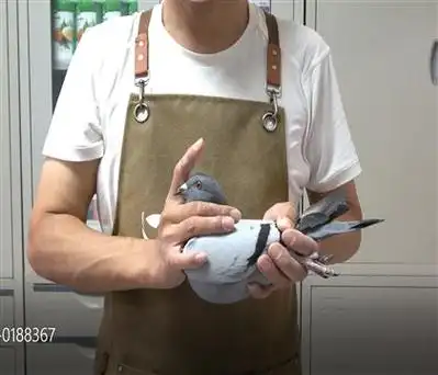 速霸龙世界著名的17号配对近亲