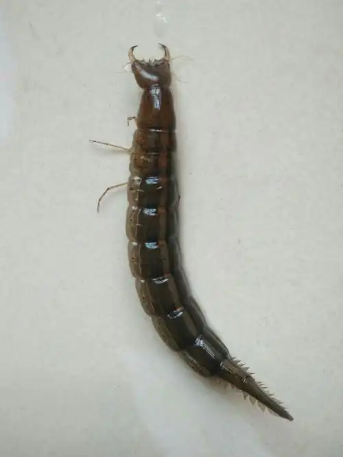 请问这个水虫子叫什么名!可以吃吗?听别人说可以油炸这吃_百度知道