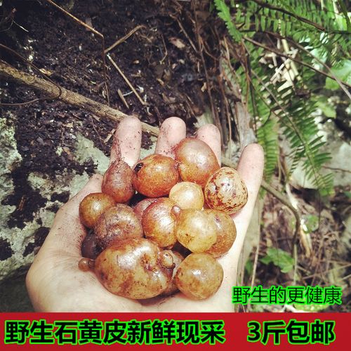 正宗新鲜野石黄皮生肾蕨凤凰蛋石上丸蛇蛋蜈蚣草石枇杷煲汤料500g