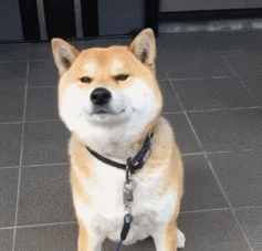 狗狗呆萌眨眼大圆脸gif动图_动态图_表情包下载_soogif