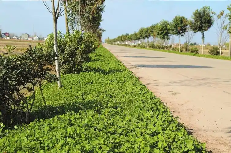 铺筑富民兴农坦途展示生态乡村画卷
