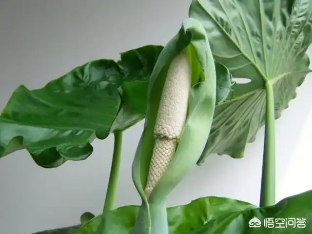 滴水观音开花结果预兆滴水观音会开花吗好看吗该如何使它开花