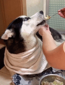 6岁的哈士奇食欲不振,姥姥每天就用勺子填鸭式喂饭,画面好有爱