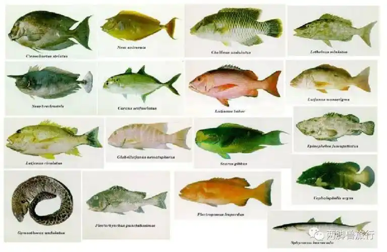 (含雪卡毒素的鱼类)