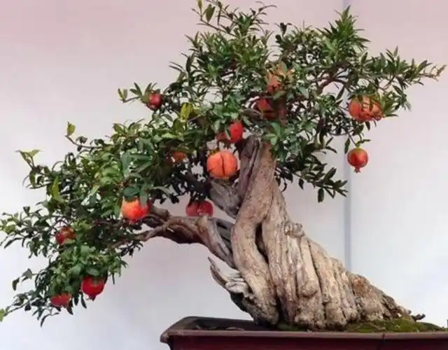 养石榴盆景做好3个养护要点防止出现果实掉落