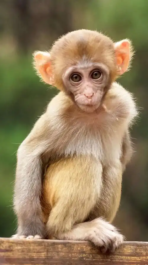 这里的猴子活泼可爱,聪明伶俐.这里是一个猴子的乐园.