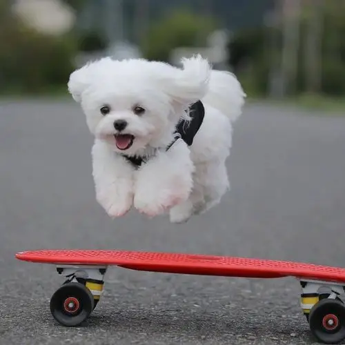 起飞的狗狗太可爱了一切美好的事情都在向你狂奔而来