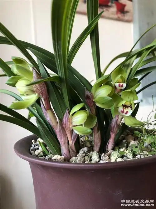 开的很热闹的两盆大富贵-春兰篇-中国兰花交易网社区