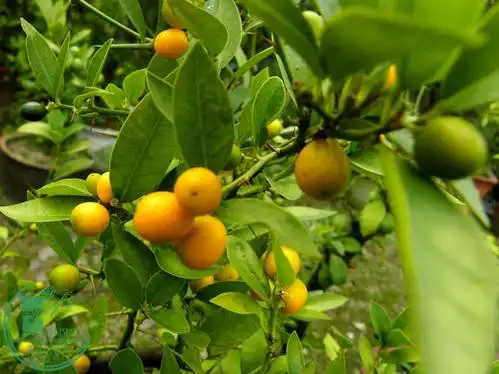 龙桔_广东新会古井崖山龙桔